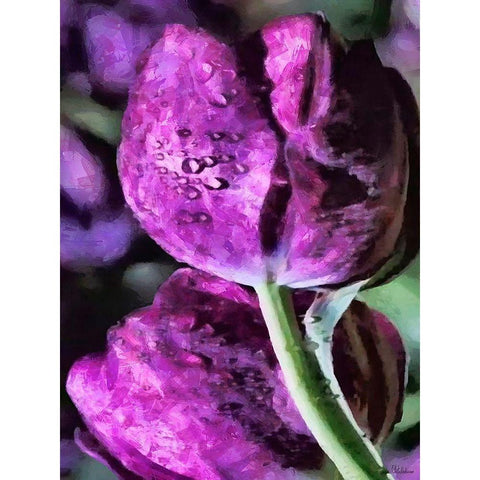 Purple Tulips White Modern Wood Framed Art Print by Medeiros, Celito