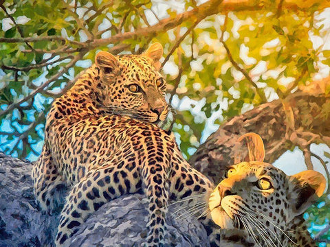 Two Leopards Black Ornate Wood Framed Art Print with Double Matting by Medeiros, Celito