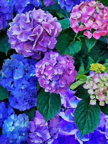 Purple Hydrangea White Modern Wood Framed Art Print with Double Matting by Medeiros, Celito