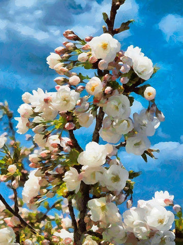 Blooming Apple Branche White Modern Wood Framed Art Print with Double Matting by Medeiros, Celito