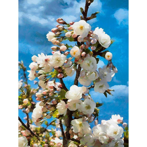 Blooming Apple Branche Black Modern Wood Framed Art Print with Double Matting by Medeiros, Celito