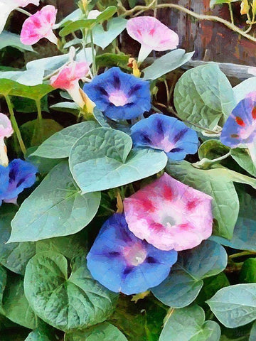 Pink and Blue Flowers Black Ornate Wood Framed Art Print with Double Matting by Medeiros, Celito