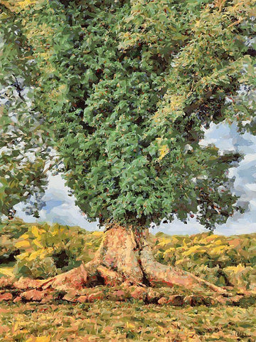 A very big Tree White Modern Wood Framed Art Print with Double Matting by Medeiros, Celito