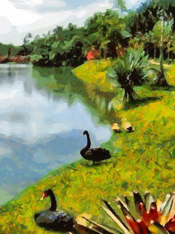 Black Swans by the Lake White Modern Wood Framed Art Print with Double Matting by Medeiros, Celito