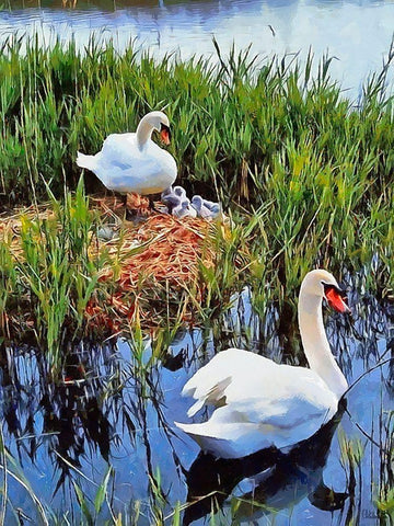 Swan Family Black Ornate Wood Framed Art Print with Double Matting by Medeiros, Celito