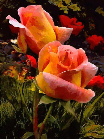 Two Red Roses White Modern Wood Framed Art Print with Double Matting by Medeiros, Celito