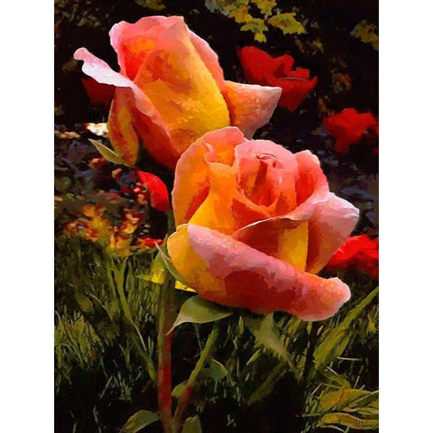 Two Red Roses White Modern Wood Framed Art Print by Medeiros, Celito