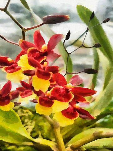 Red and Yellow Orchid White Modern Wood Framed Art Print with Double Matting by Medeiros, Celito