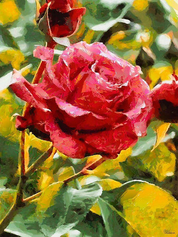 One Red Rose White Modern Wood Framed Art Print with Double Matting by Medeiros, Celito