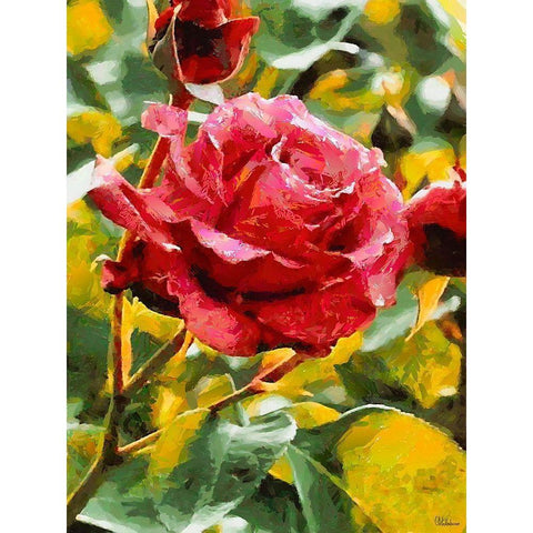 One Red Rose Black Modern Wood Framed Art Print by Medeiros, Celito