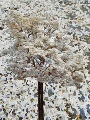 White blooming Tree White Modern Wood Framed Art Print with Double Matting by Medeiros, Celito