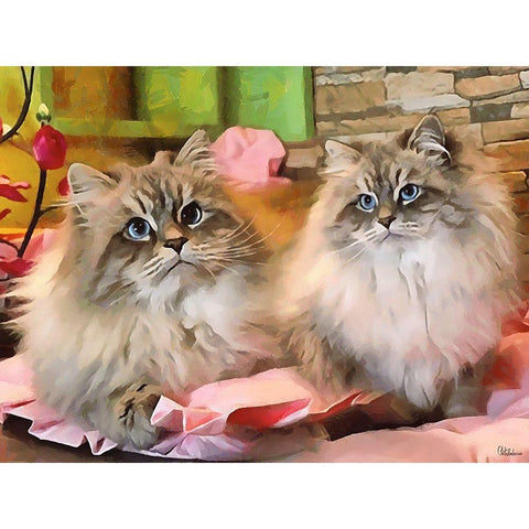 Our Beautiful Siberian Cats I Black Modern Wood Framed Art Print with Double Matting by Medeiros, Celito