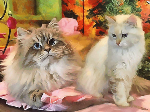 Our Beautiful Siberian Cats II White Modern Wood Framed Art Print with Double Matting by Medeiros, Celito