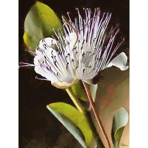 Spring Floral Variations XIX White Modern Wood Framed Art Print by Medeiros, Celito