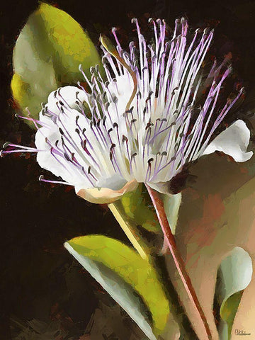 Spring Floral Variations XIX White Modern Wood Framed Art Print with Double Matting by Medeiros, Celito