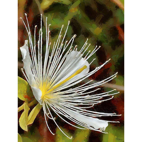 Spring Floral Variations XX White Modern Wood Framed Art Print by Medeiros, Celito