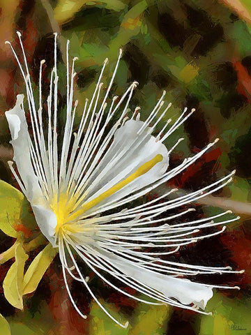 Spring Floral Variations XX Black Ornate Wood Framed Art Print with Double Matting by Medeiros, Celito