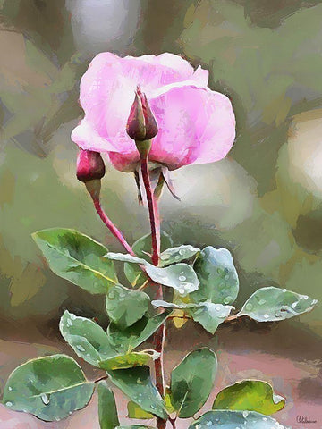 Spring Floral Variations XLVIII White Modern Wood Framed Art Print with Double Matting by Medeiros, Celito