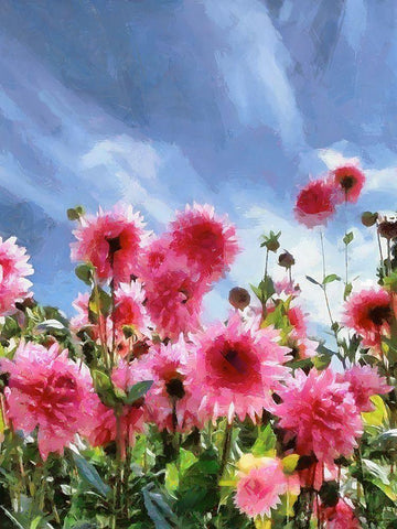 Pink Flowers with Blue Sky Black Ornate Wood Framed Art Print with Double Matting by Medeiros, Celito