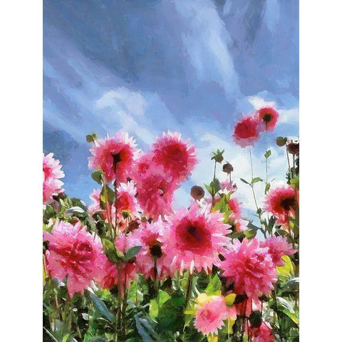 Pink Flowers with Blue Sky Black Modern Wood Framed Art Print with Double Matting by Medeiros, Celito