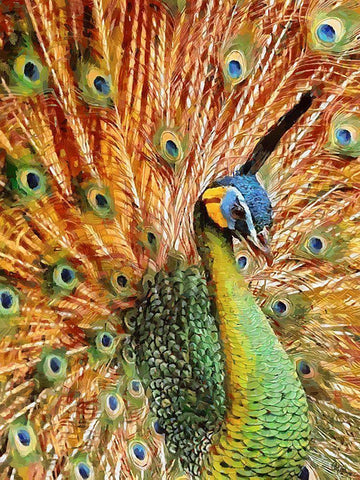 Beautiful Peacock White Modern Wood Framed Art Print with Double Matting by Medeiros, Celito