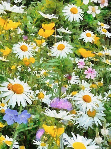 Meadow full of Flowers White Modern Wood Framed Art Print with Double Matting by Medeiros, Celito