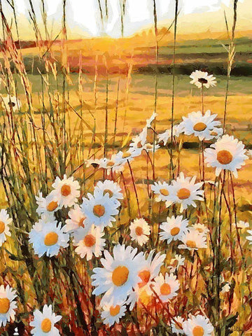 Daisies on the Meadow Black Ornate Wood Framed Art Print with Double Matting by Medeiros, Celito