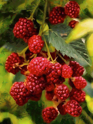 Red Raspberries White Modern Wood Framed Art Print with Double Matting by Medeiros, Celito