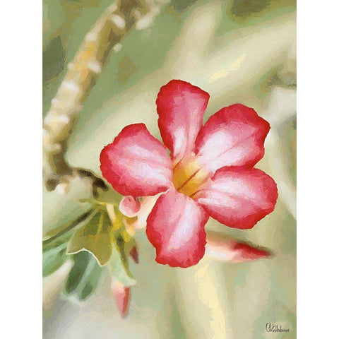 Orchids XXIV Black Modern Wood Framed Art Print by Medeiros, Celito