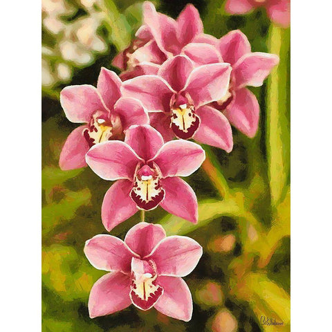 Orchids XXV Black Modern Wood Framed Art Print with Double Matting by Medeiros, Celito