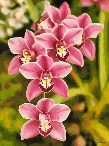 Orchids XXV White Modern Wood Framed Art Print with Double Matting by Medeiros, Celito