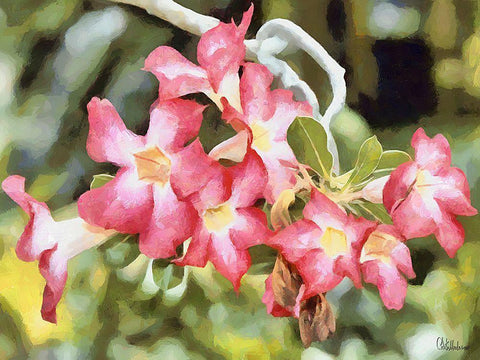 Orchids XXVI White Modern Wood Framed Art Print with Double Matting by Medeiros, Celito