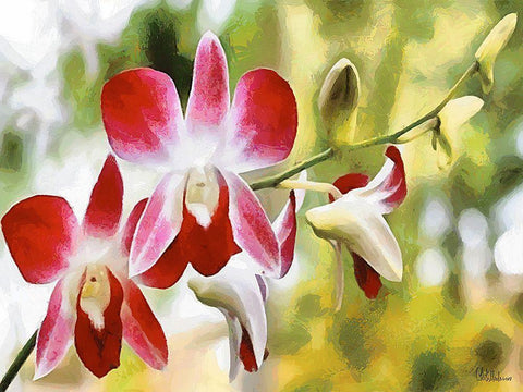 Orchids XXVII Black Ornate Wood Framed Art Print with Double Matting by Medeiros, Celito