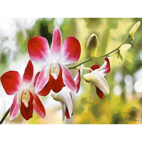 Orchids XXVII Gold Ornate Wood Framed Art Print with Double Matting by Medeiros, Celito