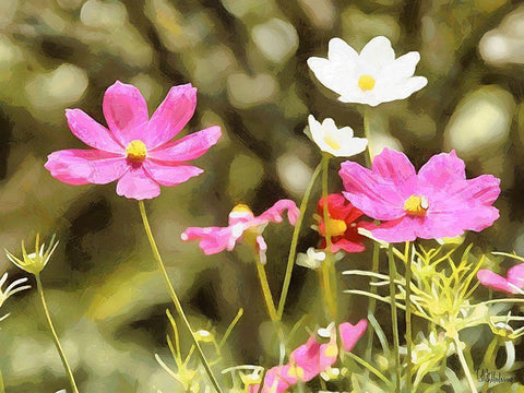 Field Flowers III White Modern Wood Framed Art Print with Double Matting by Medeiros, Celito