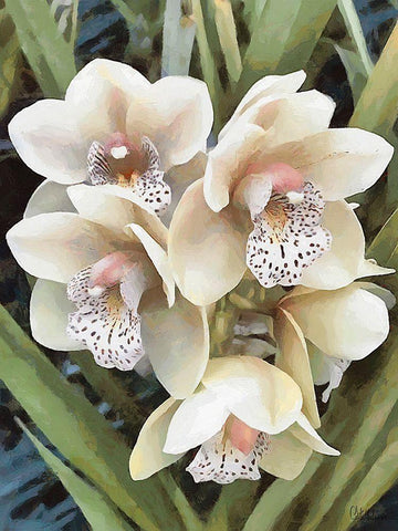 Orchids XXIX Black Ornate Wood Framed Art Print with Double Matting by Medeiros, Celito