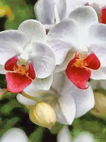 Orchids XXX Black Ornate Wood Framed Art Print with Double Matting by Medeiros, Celito