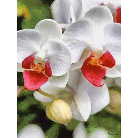 Orchids XXX Black Modern Wood Framed Art Print by Medeiros, Celito