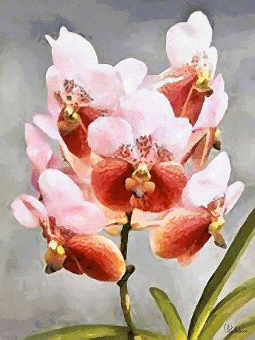 Orchids XXXI White Modern Wood Framed Art Print with Double Matting by Medeiros, Celito