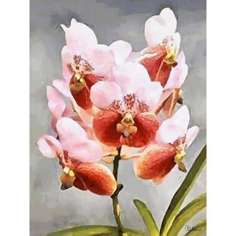Orchids XXXI White Modern Wood Framed Art Print by Medeiros, Celito