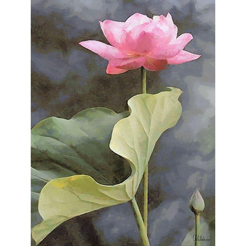 Watter Lilly III White Modern Wood Framed Art Print by Medeiros, Celito