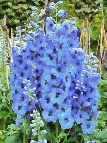 I like Flowers I Black Ornate Wood Framed Art Print with Double Matting by Medeiros, Celito