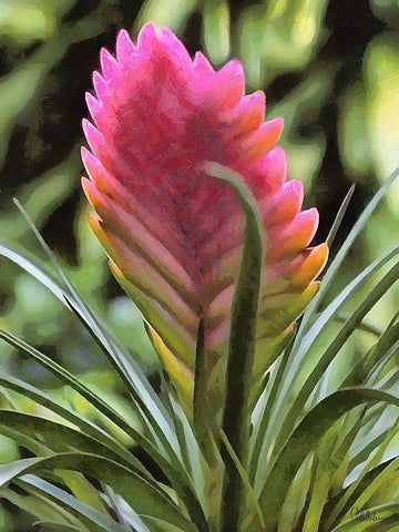 I like Flowers II White Modern Wood Framed Art Print with Double Matting by Medeiros, Celito