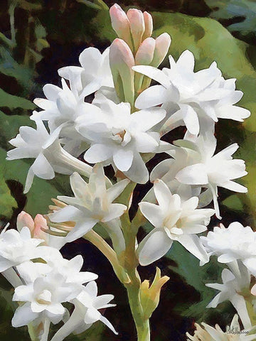 I like Flowers IX White Modern Wood Framed Art Print with Double Matting by Medeiros, Celito