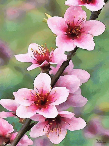 I like Flowers XVI Black Ornate Wood Framed Art Print with Double Matting by Medeiros, Celito