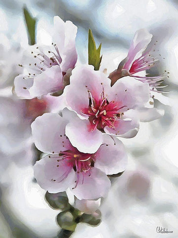 I like Flowers XVII White Modern Wood Framed Art Print with Double Matting by Medeiros, Celito