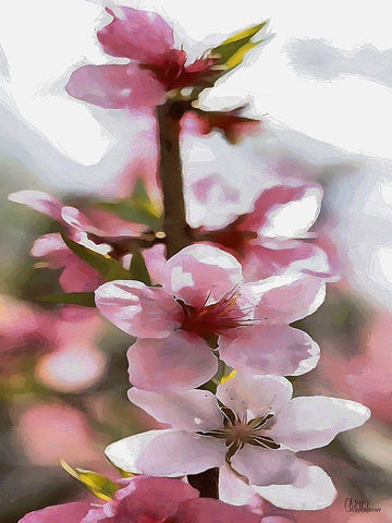 I like Flowers XVIII White Modern Wood Framed Art Print with Double Matting by Medeiros, Celito