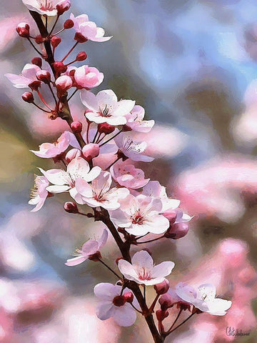 I like Flowers XIX Black Ornate Wood Framed Art Print with Double Matting by Medeiros, Celito