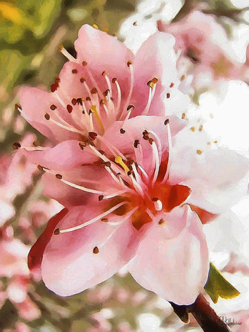 I like Flowers XX Black Ornate Wood Framed Art Print with Double Matting by Medeiros, Celito