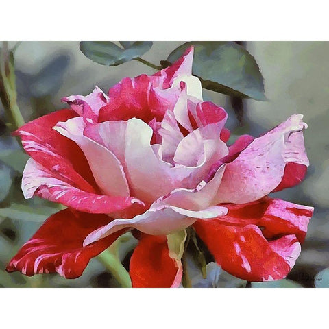 I like Flowers XXIV Black Modern Wood Framed Art Print by Medeiros, Celito